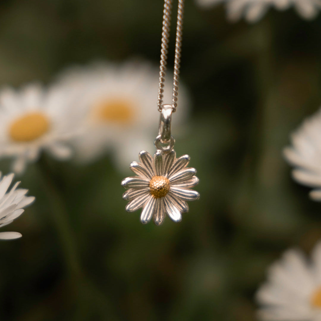 KETTE GÄNSEBLUME