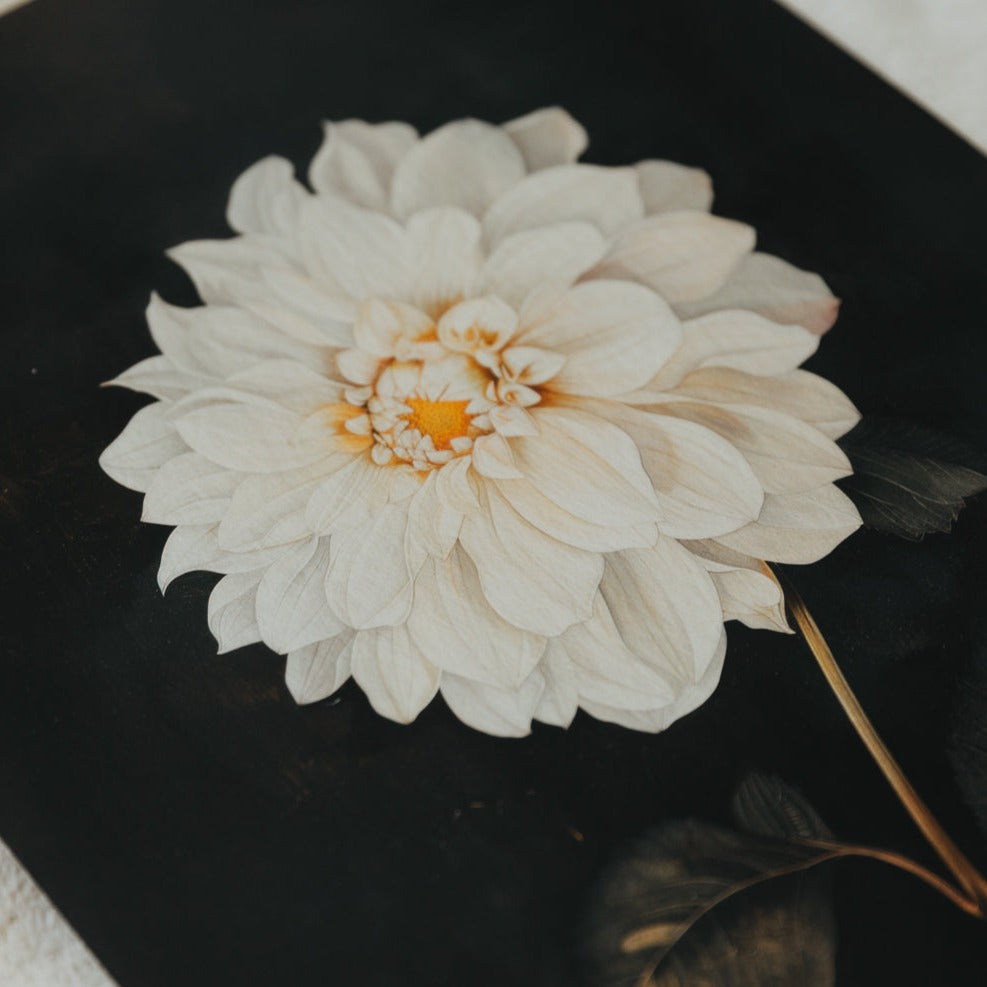 ART PRINT DHALIE