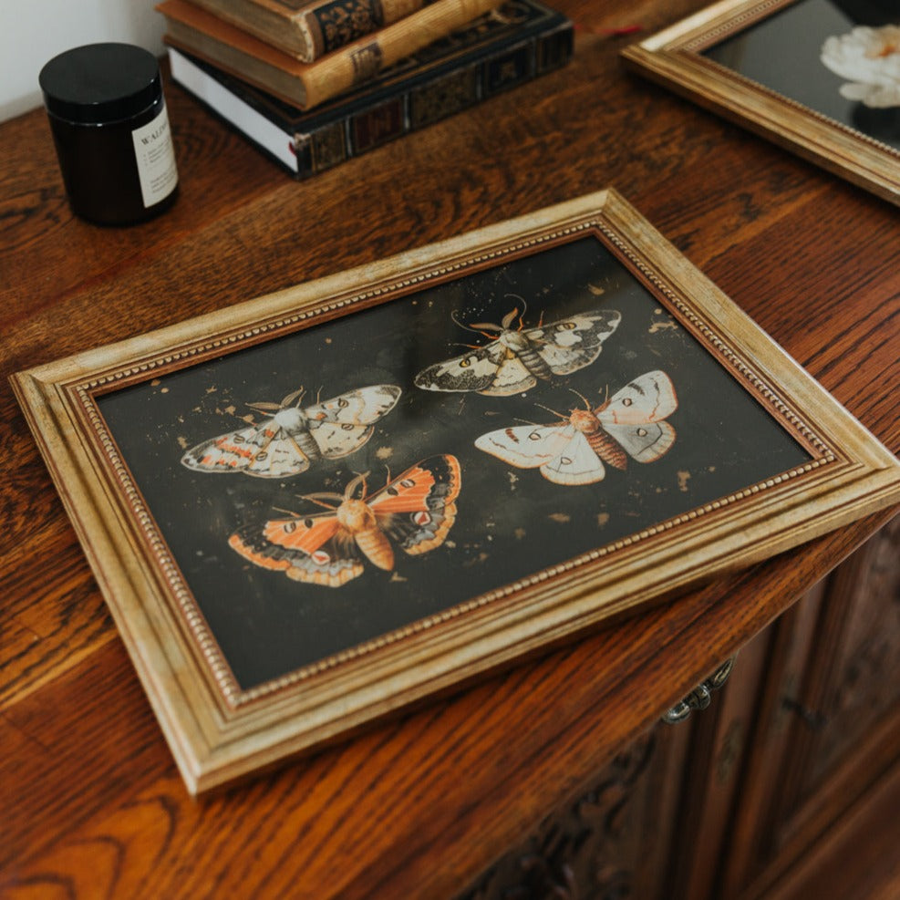 ART PRINT MOTH COLLECTION
