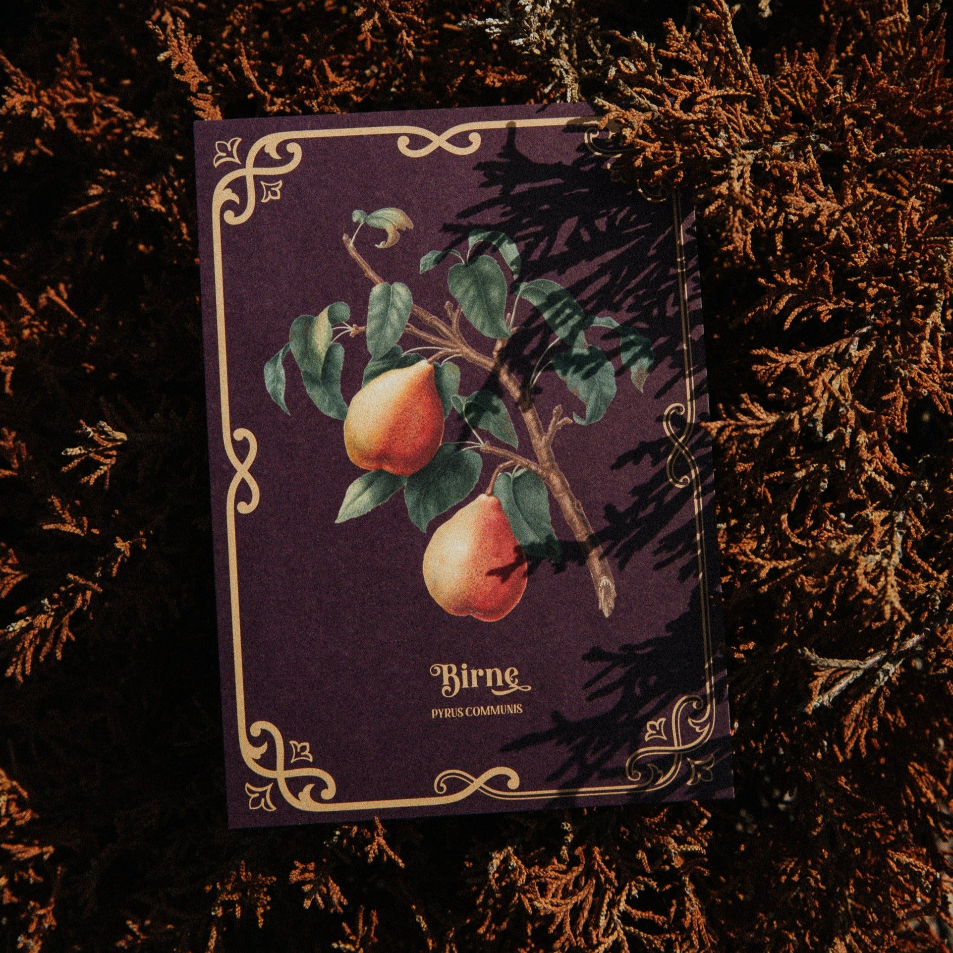 POSTCARD SET AUTUMN WHISPERS