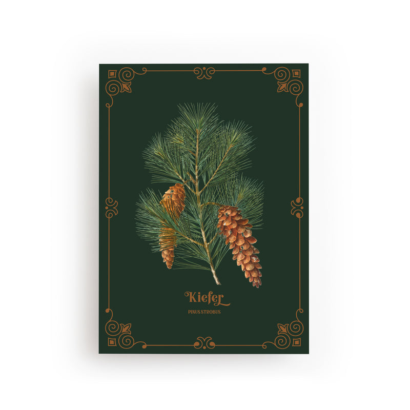 POSTCARD PINE