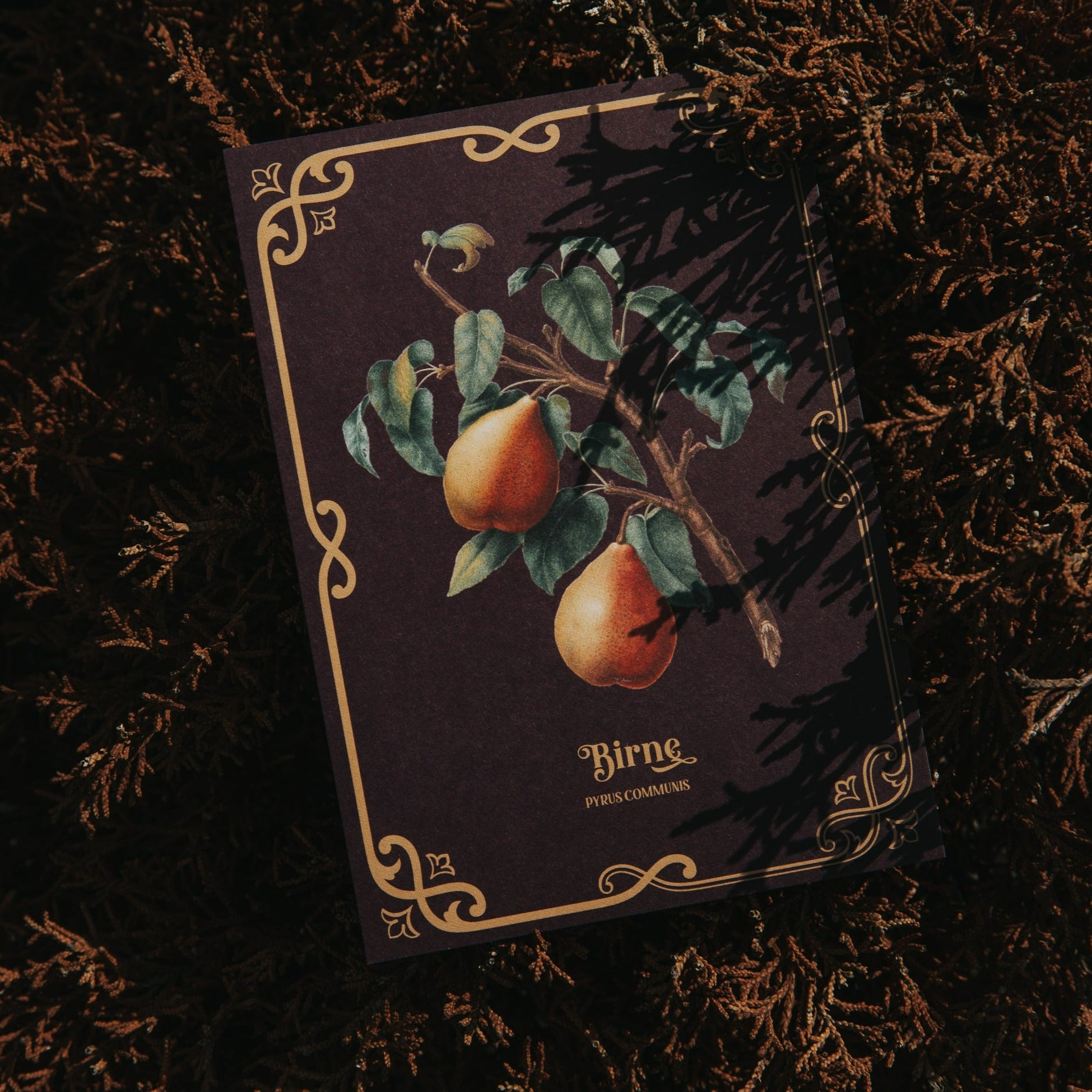 POSTCARD PEAR