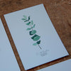 POSTKARTE EUKALYPTUS - FLEURISCOEUR-