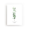 POSTKARTE EUKALYPTUS - FLEURISCOEUR-